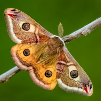 martináč habrový - Saturnia pavonia