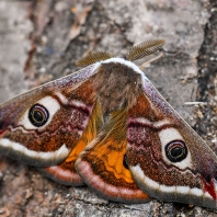 martináč habrový - Saturnia pavonia