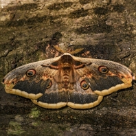 martináč hrušňový - Saturnia pyri