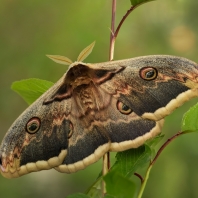 martináčovití - Saturniidae