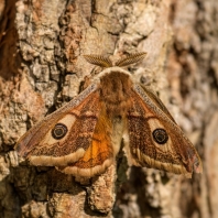 martináček habrový - Saturnia pavonia