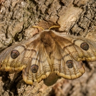 martináček habrový - Saturnia pavonia