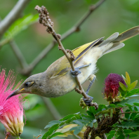 medosavka hnědavá - Lichmera indistincta