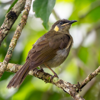 medosavka jasnohlasá - Meliphaga lewinii
