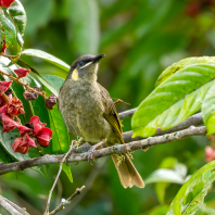 medosavka malá - Meliphaga notata