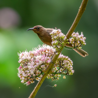 medosavka temná - Myzomela obscura