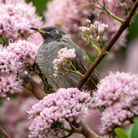 medosavka uzdičková - Bolemoreus frenatus