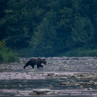 medvěd hnědý - Ursus arctos