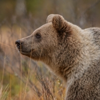 medvěd hnědý - Ursus arctos