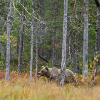 medvěd hnědý - Ursus arctos