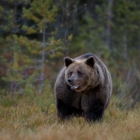 medvěd hnědý - Ursus arctos