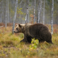 medvěd hnědý - Ursus arctos