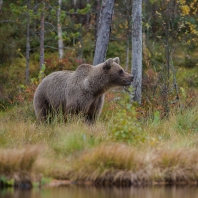 medvěd hnědý - Ursus arctos