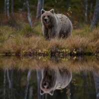 medvěd hnědý - Ursus arctos