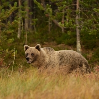 medvěd hnědý - Ursus arctos