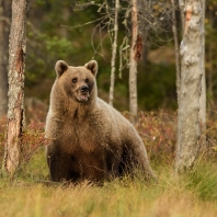 medvěd hnědý - Ursus arctos