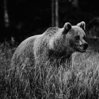 medvěd hnědý - Ursus arctos