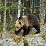 medvěd hnědý - Ursus arctos