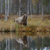 medvěd hnědý - Ursus arctos