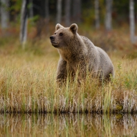 medvěd hnědý - Ursus arctos