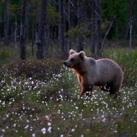 medvěd hnědý - Ursus arctos