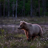 medvěd hnědý - Ursus arctos