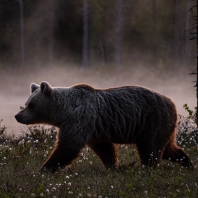 medvěd hnědý - Ursus arctos