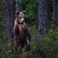 medvěd hnědý - Ursus arctos