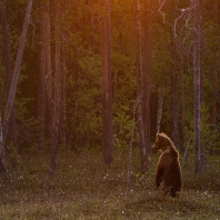 medvěd hnědý - Ursus arctos