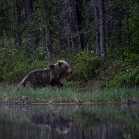 medvěd hnědý - Ursus arctos