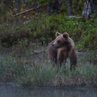 medvěd hnědý - Ursus arctos