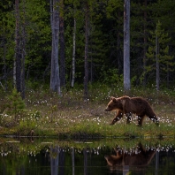 medvěd hnědý - Ursus arctos