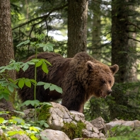 medvěd hnědý - Ursus arctos