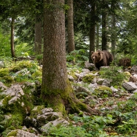 medvěd hnědý - Ursus arctos