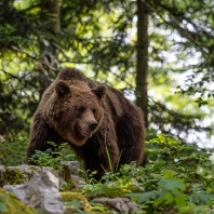 medvěd hnědý - Ursus arctos