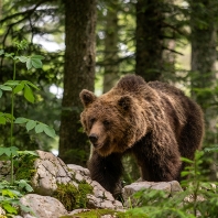 medvěd hnědý - Ursus arctos