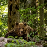 medvěd hnědý - Ursus arctos