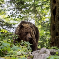 medvěd hnědý - Ursus arctos