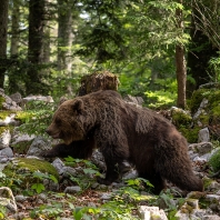 medvěd hnědý - Ursus arctos