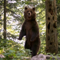 medvěd hnědý - Ursus arctos
