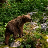 medvěd hnědý - Ursus arctos