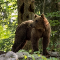 medvěd hnědý - Ursus arctos