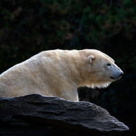 medvěd lední - Ursus maritimus