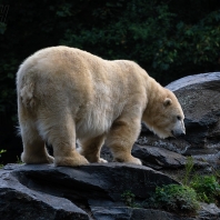 medvěd lední - Ursus maritimus