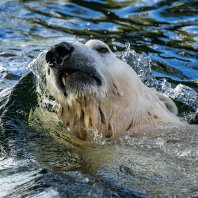 medvěd lední - Ursus maritimus