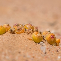 Mesembryanthemum guerichianum