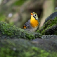 mesie čínská - Leiothrix lutea
