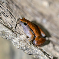 Microhyla ninhthuanensis