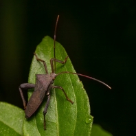 Mictis longicornis