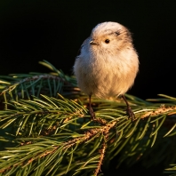 mlynaříkovití - Aegithalidae